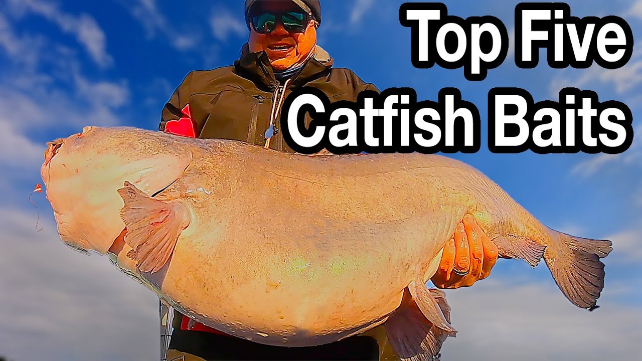Five Most Popular Catfish Baits
