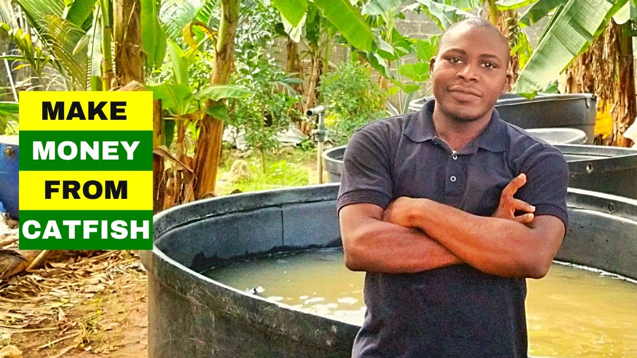 WAYS TO MAKE MONEY FROM FISH FARMING | Catfish Farming In Nigeria