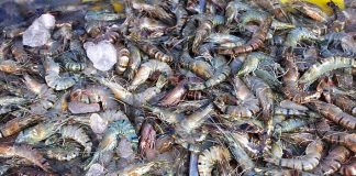 How To Start A Fish Business [Complete Guide]