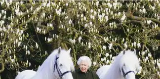To commemorate her 96th birthday, Queen Elizabeth poses with her fallen horses