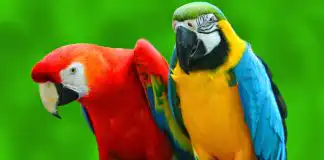 Customs intercept 99 smuggled Parrots in Kano
