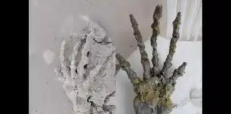Huge skeletal ‘alien’ hand found on beach in Brazil – scientist says it’s not human