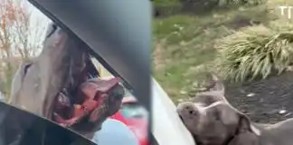 Loose pitbull chews up & destroys woman’s $70k Tesla after chasing her & her dog during walk