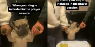 Reactions As Nigerian Family Involve Their Dog In New Year’s Day Prayers (Video)