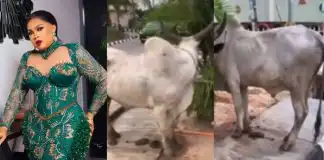 Regina Chukwu shows off huge cow