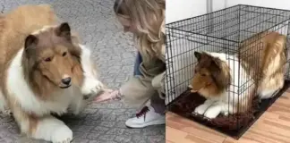 Man who spent millions to look like dog