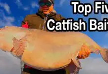 Best Bait for Catfish
