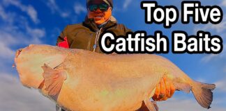 Discover the Top 10 Best Bait for Catfish – Ultimate Guide 2023 Best Bait for Catfish