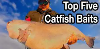 Best Bait for Catfish