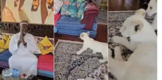 Hilarious moment Dino Melaye pleaded for safety as lion cub approached him (Video)