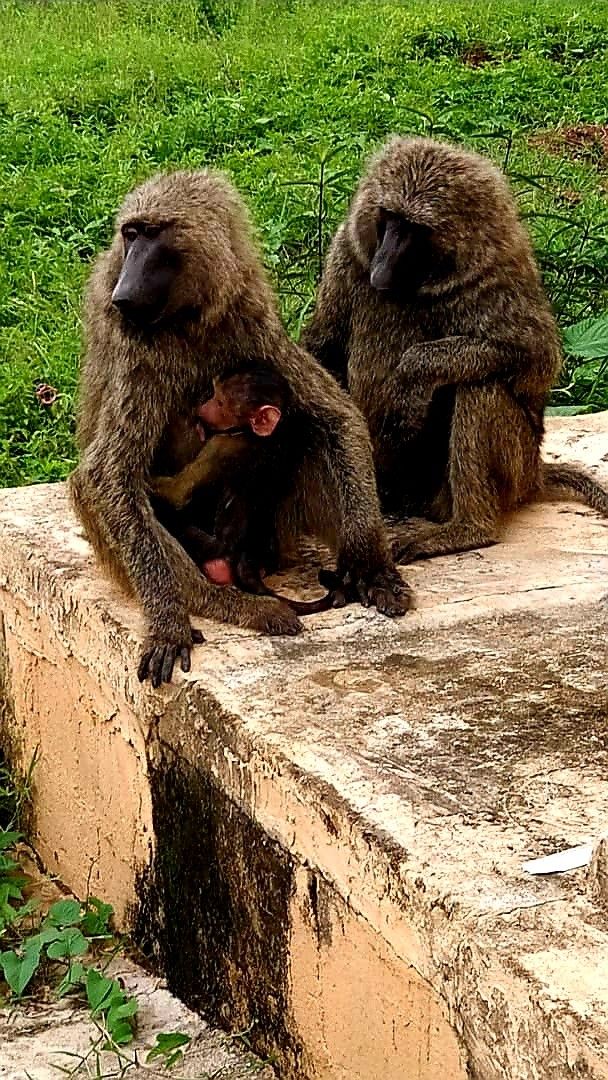 Yankari Game Reserve