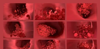 TB-500 Research in Regards to Blood Vessel Growth and Wound Healing