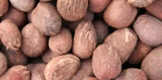 Tinubu Extends Ban on Raw Shea Nut Exports by One Year