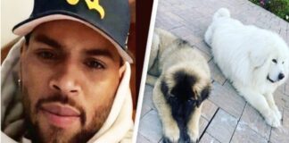 Chris Brown Ordered to Pay $13 Million After Ex-Housekeeper Wins Dog Attack Lawsuit Chris Brown Ordered to Pay $13 Million After Ex-Housekeeper Wins Dog Attack Lawsuit