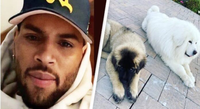 Chris Brown Ordered to Pay $13 Million After Ex-Housekeeper Wins Dog Attack Lawsuit Chris Brown Ordered to Pay $13 Million After Ex-Housekeeper Wins Dog Attack Lawsuit
